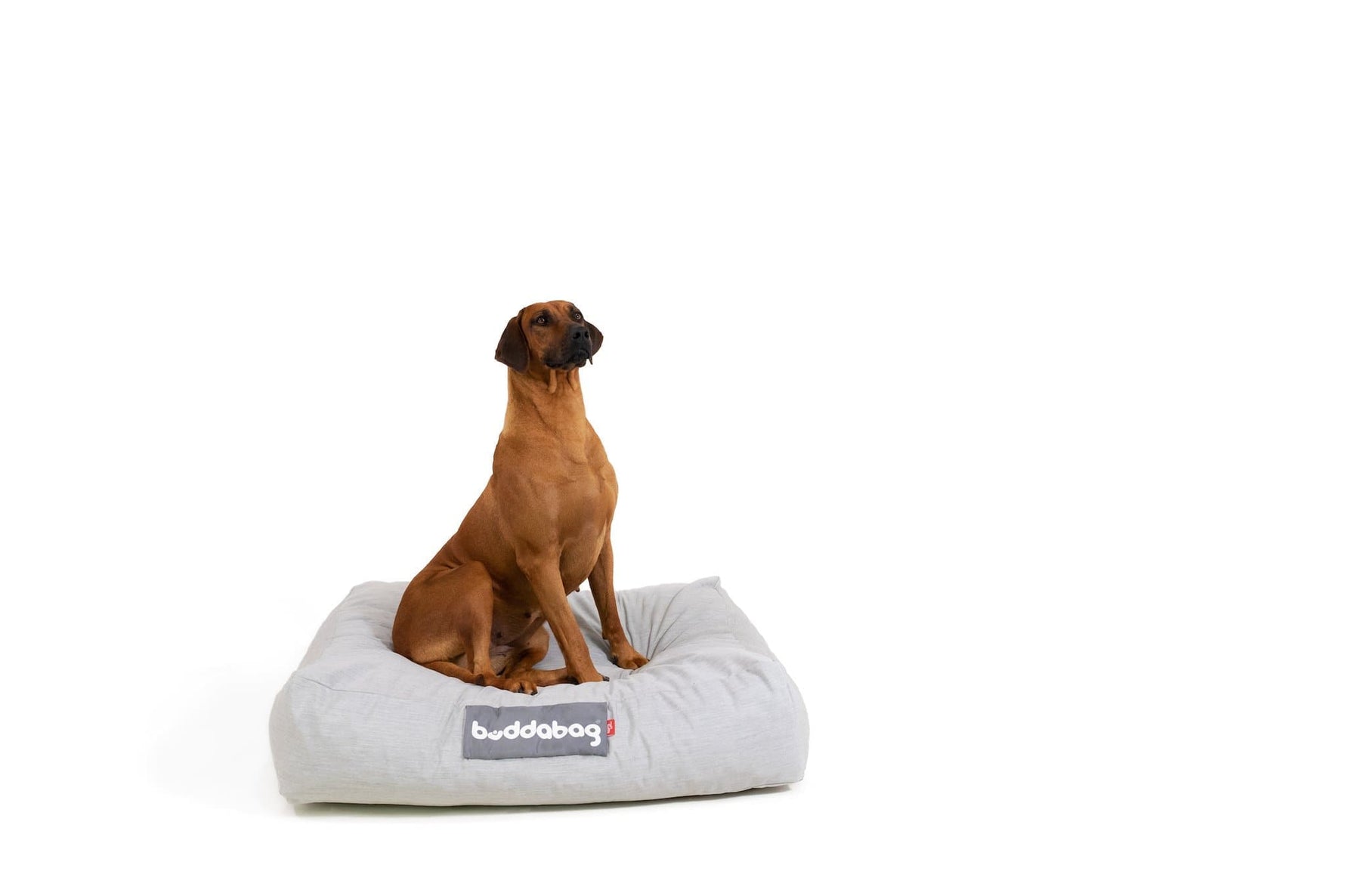 LayzeePet Maxi, Memory Foam Filled Pet Bed by Buddabed