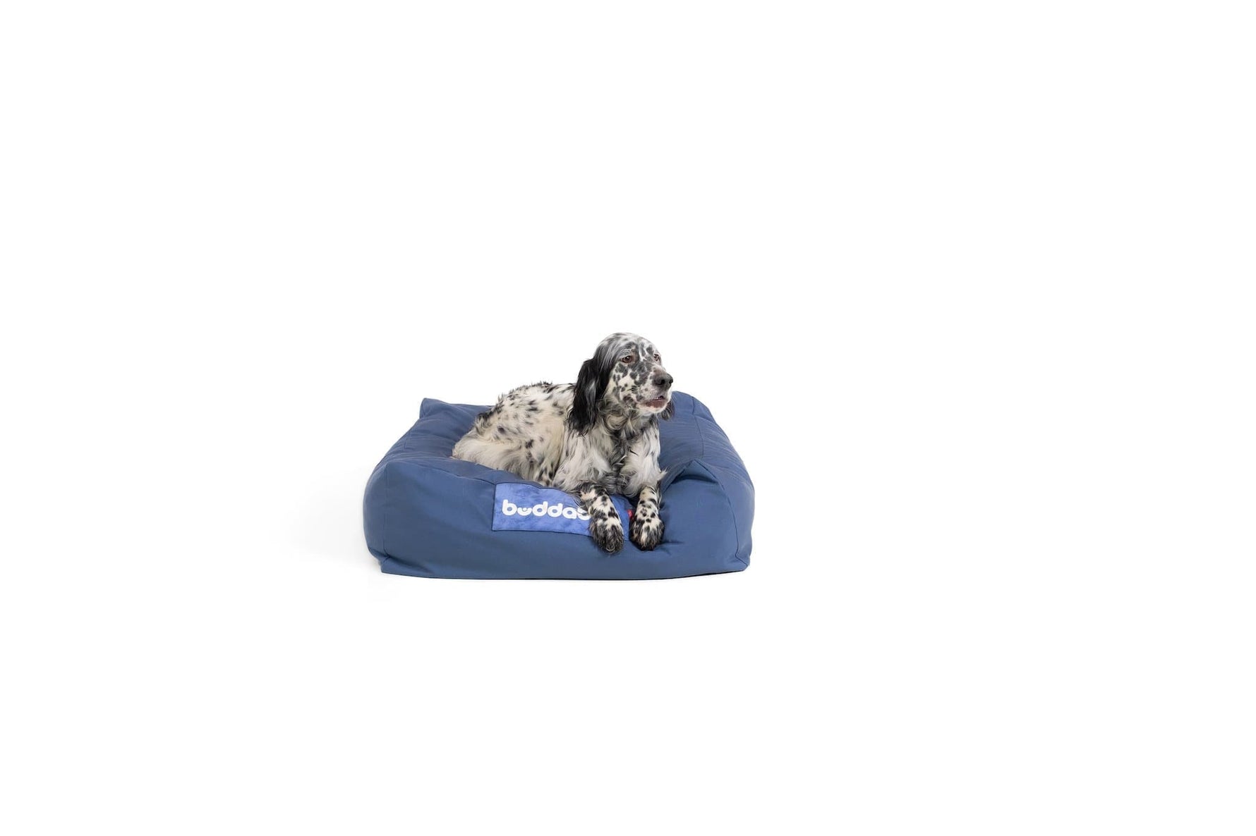 LayzeePet Midi, Memory Foam Filled Pet Bed by Buddabed