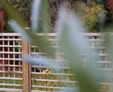 Treated Square Trellis Panel, with larger 70mm gap, ideal for growing up Pergolas and fencing